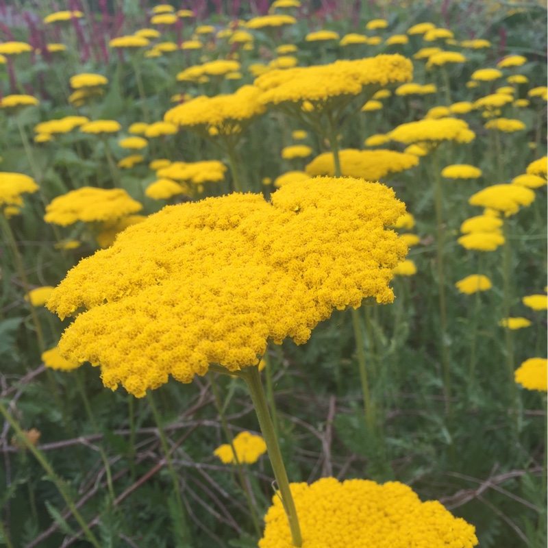 Achillea filipendulina Gold Plate in the GardenTags plant encyclopedia Yarrow Gold Plate in the GardenTags plant encyclopedia