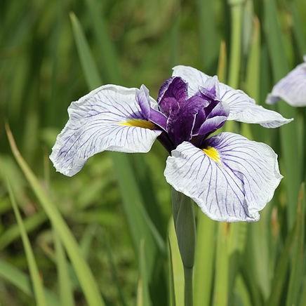 Iris ensata Rowden Satrap in the GardenTags plant encyclopedia Japanese Water Iris Rowden Satrap in the GardenTags plant encyclopedia