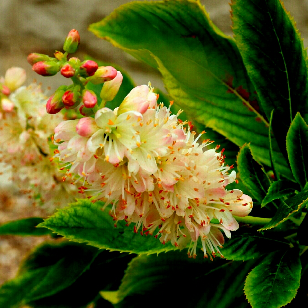 Clethra Alnifolia Pink Spires in the GardenTags plant encyclopedia Sweet Pepper Bush Pink Spires in the GardenTags plant encyclopedia