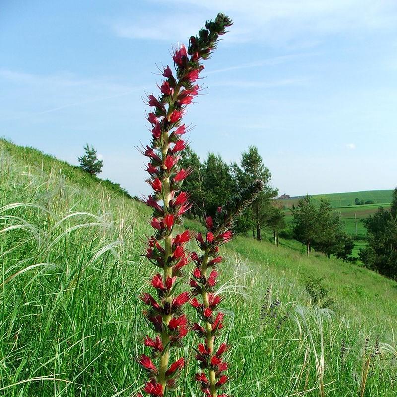 Echium russicum in the GardenTags plant encyclopedia Red-flowered Vipers Bugloss in the GardenTags plant encyclopedia