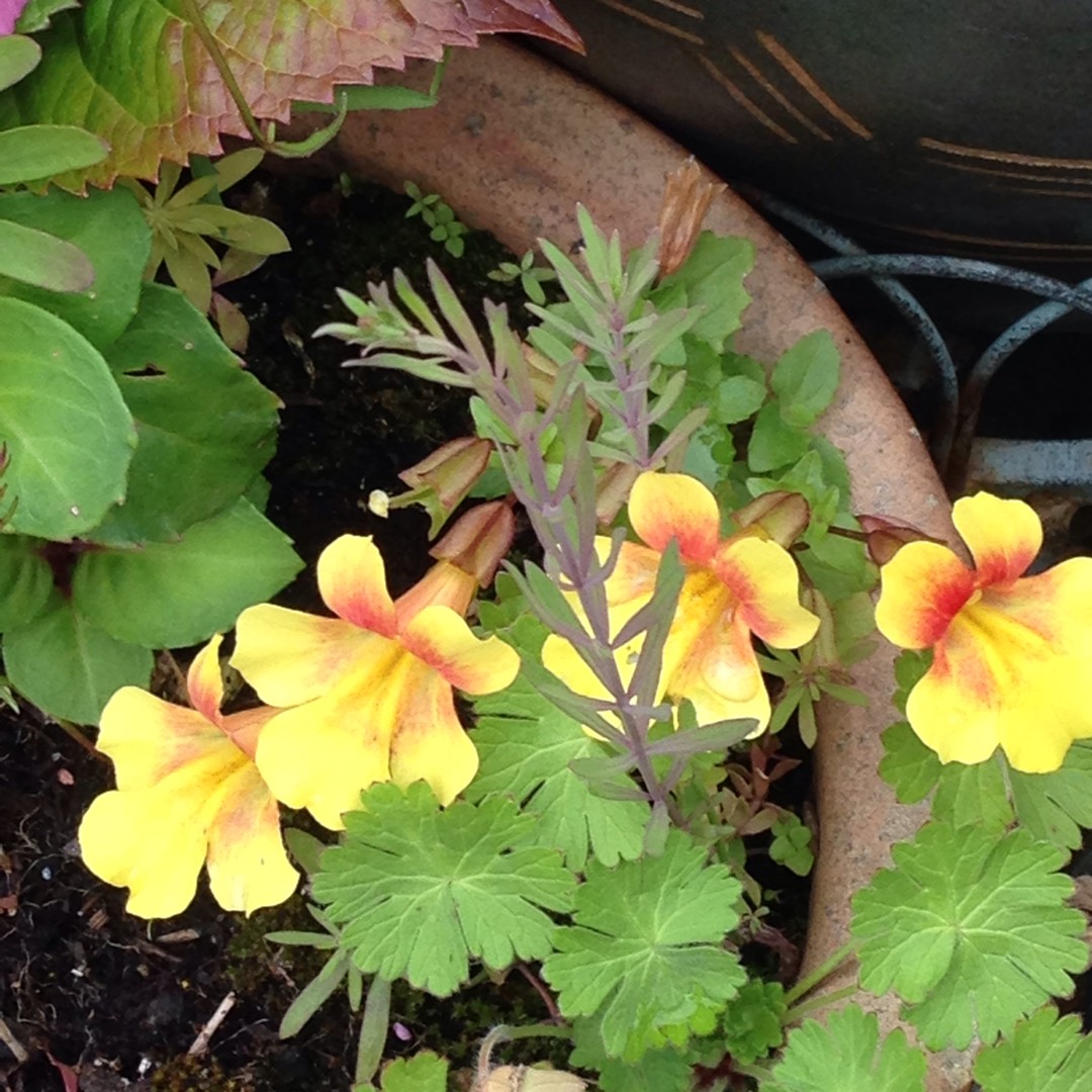 Mimulus aurantiacus in the GardenTags plant encyclopedia Sticky monkey-flower in the GardenTags plant encyclopedia