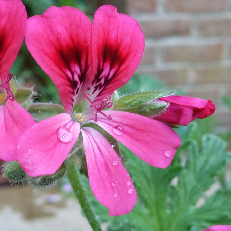 Pelargonium Radula Roseum in the GardenTags plant encyclopedia Pelargonium Radula Roseum (Scented) in the GardenTags plant encyclopedia