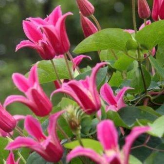 Clematis Princess Diana in the GardenTags plant encyclopedia Clematis Princess Diana in the GardenTags plant encyclopedia