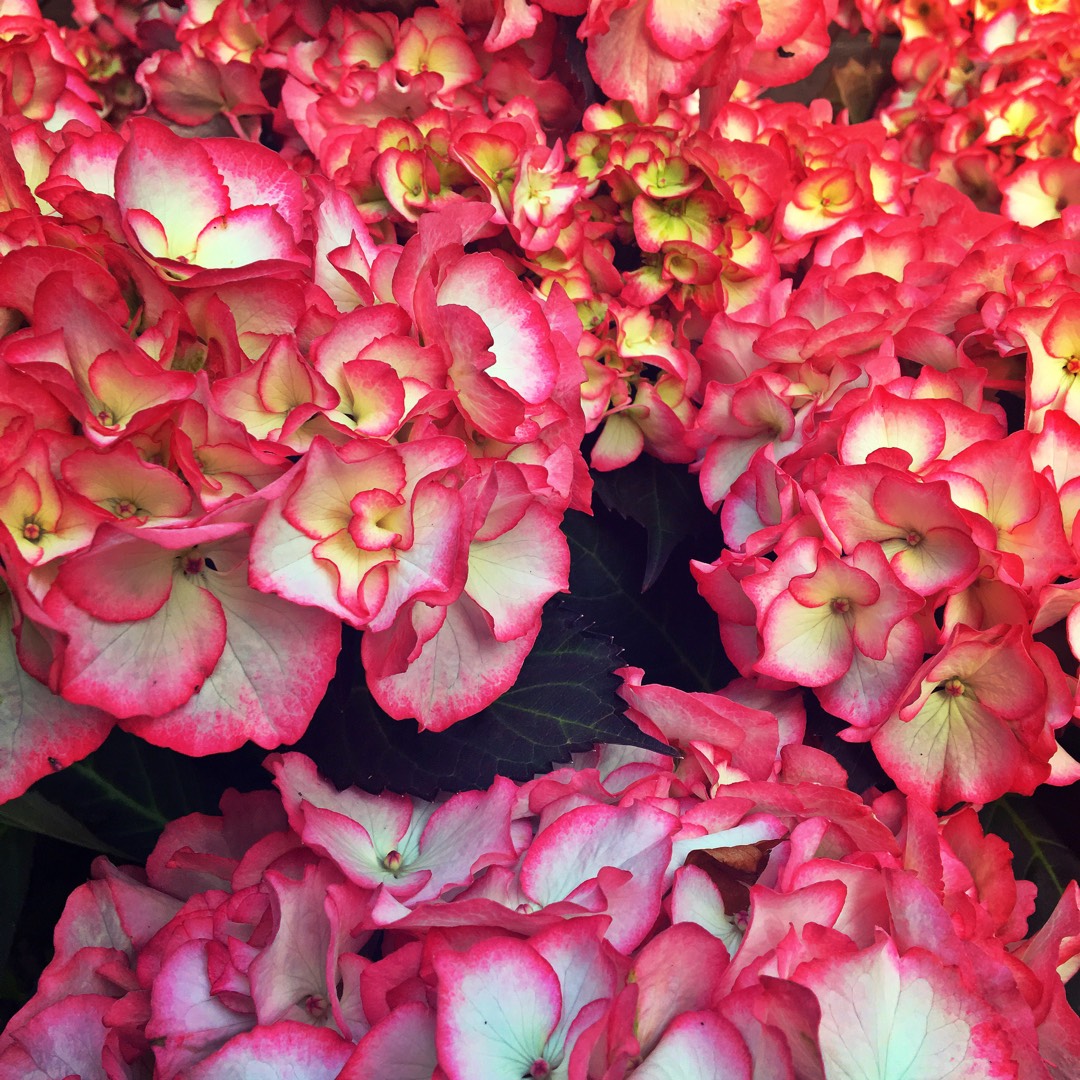 Hydrangea macrophylla Charm in the GardenTags plant encyclopedia Hydrangea Charm in the GardenTags plant encyclopedia