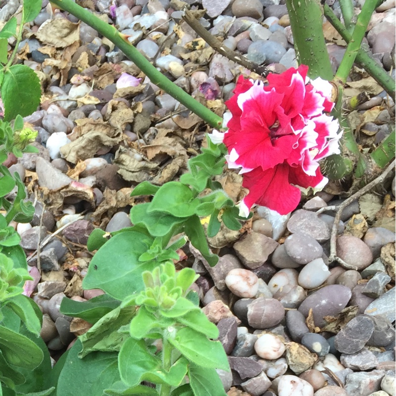 Petunia Pirouette Red in the GardenTags plant encyclopedia Petunia pirouette red in the GardenTags plant encyclopedia