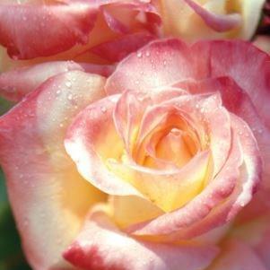 Rosa Diana Princess Of Wales in the GardenTags plant encyclopedia Hybrid Tea Rose Diana Princess Of Wales in the GardenTags plant encyclopedia