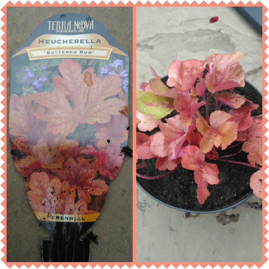 x Heucherella Buttered Rum in the GardenTags plant encyclopedia Foamy Bells Buttered Rum in the GardenTags plant encyclopedia