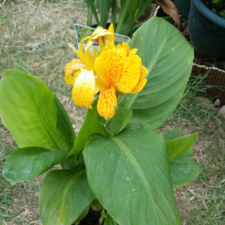 Canna Happy Emily (Cannasol Series) in the GardenTags plant encyclopedia Canna Happy Emily in the GardenTags plant encyclopedia