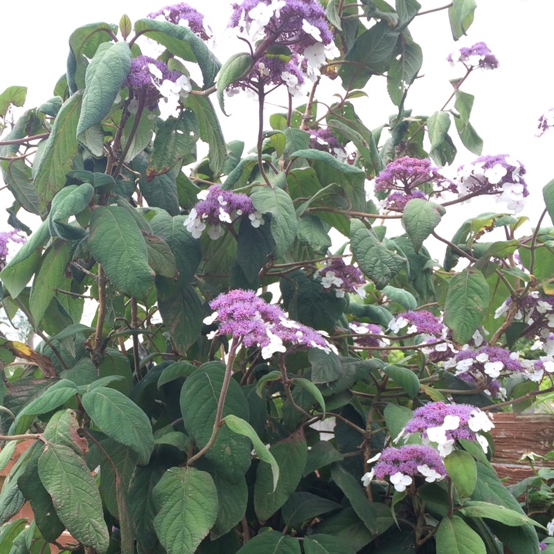 Hydrangea aspera subsp. sargentiana in the GardenTags plant encyclopedia Rough-Leaved hydrangea in the GardenTags plant encyclopedia