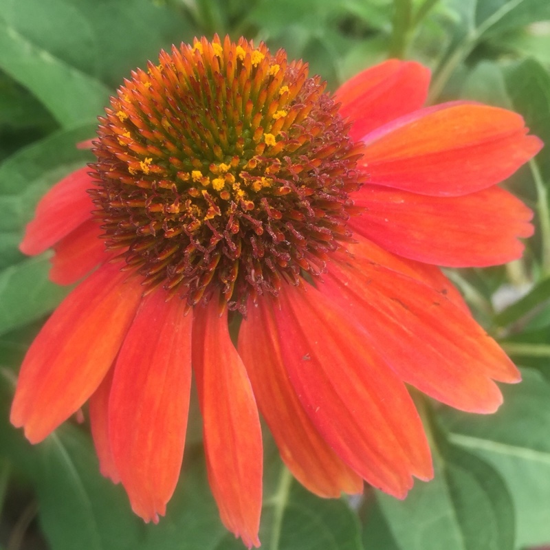 Echinacea Balsomcor (Sombrero Series) syn. Echinacea Sombrero Hot Coral in the GardenTags plant encyclopedia Coneflower Sombrero Hot Coral in the GardenTags plant encyclopedia
