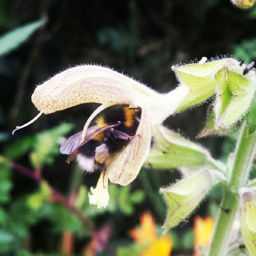 Salvia Glutinosa in the GardenTags plant encyclopedia Salvia Glutinosa in the GardenTags plant encyclopedia
