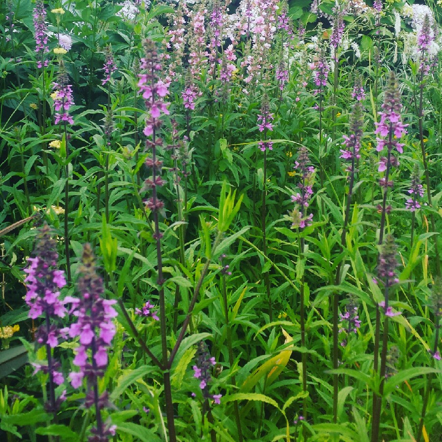 Stachys palustris in the GardenTags plant encyclopedia Marsh Woundwort in the GardenTags plant encyclopedia