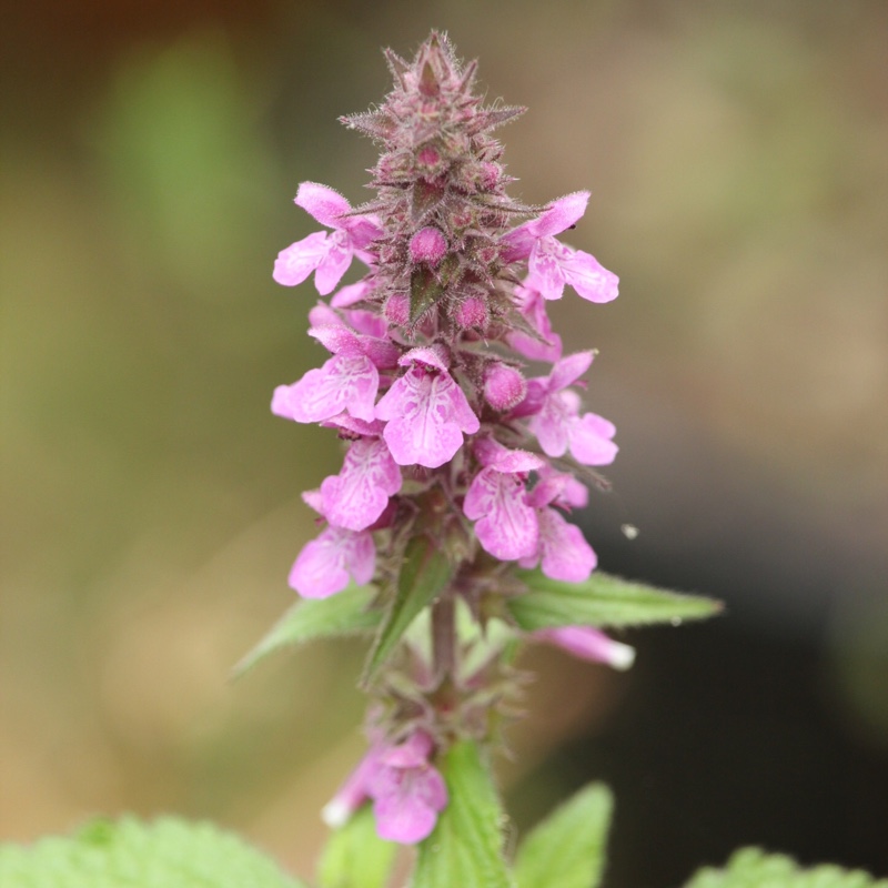 Stachys x ambigua in the GardenTags plant encyclopedia Hybrid Woundwort in the GardenTags plant encyclopedia