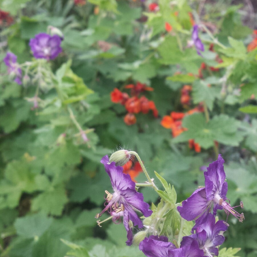Geranium phaeum Lily Lovell in the GardenTags plant encyclopedia Dusky Cranesbill Lily Lovell in the GardenTags plant encyclopedia