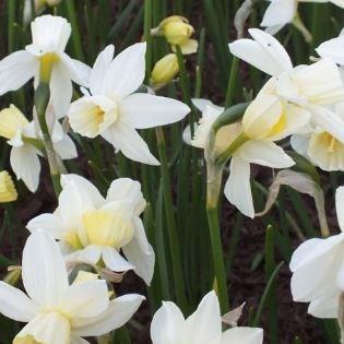 Narcissus Sailboat in the GardenTags plant encyclopedia Daffodil Sailboat (Jonquilla) in the GardenTags plant encyclopedia