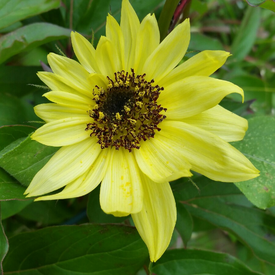 Helianthus Tall Lemon in the GardenTags plant encyclopedia Sunflower Tall Lemon in the GardenTags plant encyclopedia
