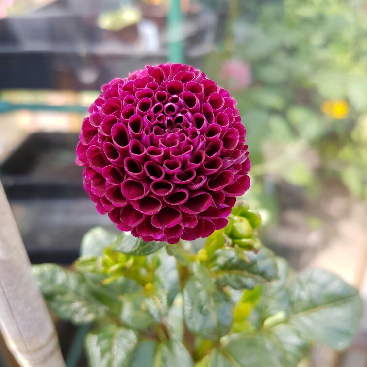 Dahlia Rocco in the GardenTags plant encyclopedia Dahlia Rocco (Pompon) in the GardenTags plant encyclopedia