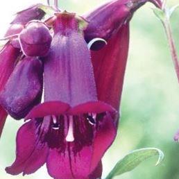Penstemon Pensham Plum Jerkin in the GardenTags plant encyclopedia Beard Tongue Plum Jerkin in the GardenTags plant encyclopedia