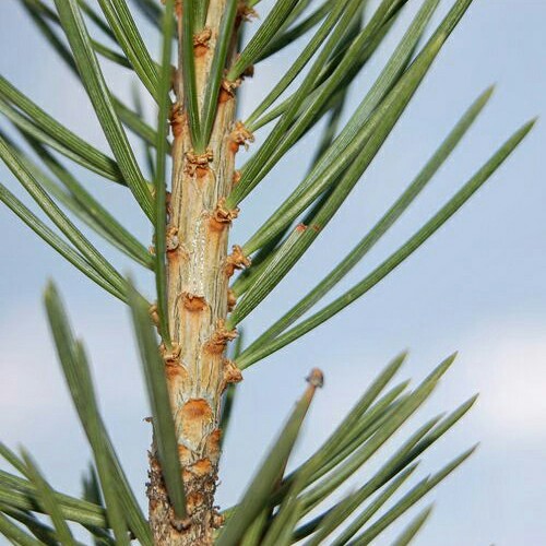 Pinus edulis in the GardenTags plant encyclopedia Two-needle Piñon Pine in the GardenTags plant encyclopedia