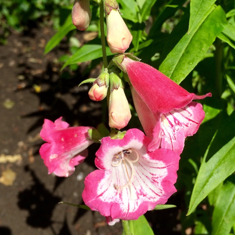 Penstemon Flamingo in the GardenTags plant encyclopedia Beardtongue Flamingo in the GardenTags plant encyclopedia