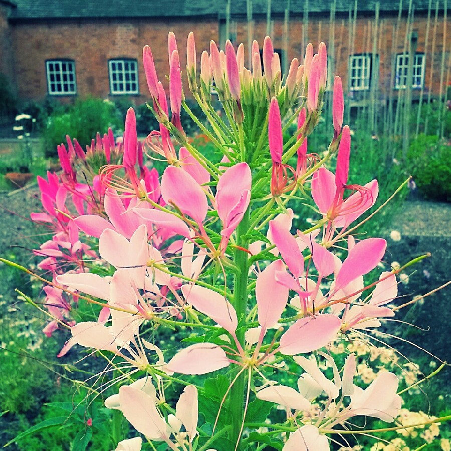 Cleome spinosa Pink Queen in the GardenTags plant encyclopedia Spider Flower Pink Queen in the GardenTags plant encyclopedia