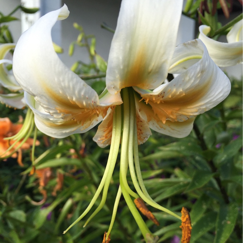 Lilium Lady Alice in the GardenTags plant encyclopedia Lily Lady Alice (Trumpet/Aurelian) in the GardenTags plant encyclopedia