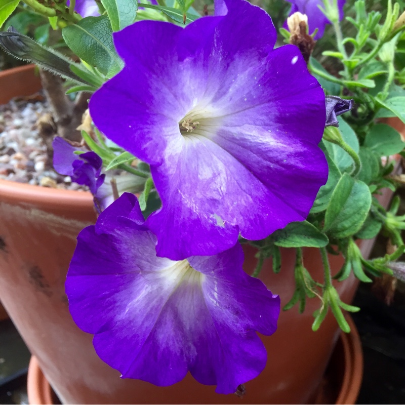 Petunia Merlin Blue Morn in the GardenTags plant encyclopedia Petunia Merlin Blue Morn in the GardenTags plant encyclopedia