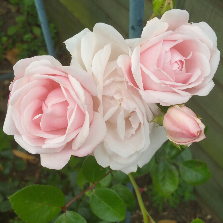 Rosa Blossomtime in the GardenTags plant encyclopedia Rose Blossomtime in the GardenTags plant encyclopedia