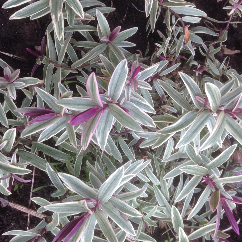 Hebe Lady Ann in the GardenTags plant encyclopedia Shrubby Veronica Lady Ann in the GardenTags plant encyclopedia