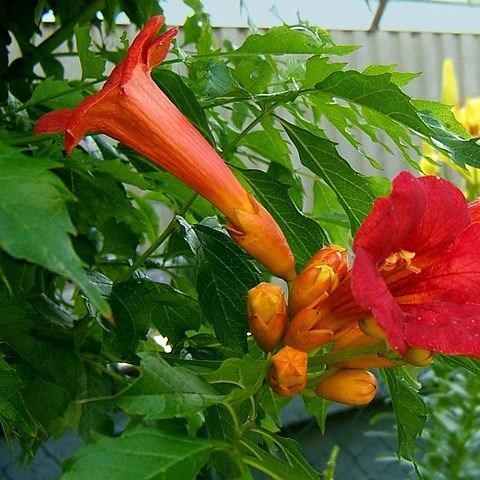 Campsis x tagliabuana Madame Galen in the GardenTags plant encyclopedia Trumpet Vine Madame Galen in the GardenTags plant encyclopedia