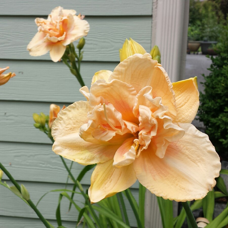 Hemerocallis Big Kiss in the GardenTags plant encyclopedia Daylily Big Kiss in the GardenTags plant encyclopedia