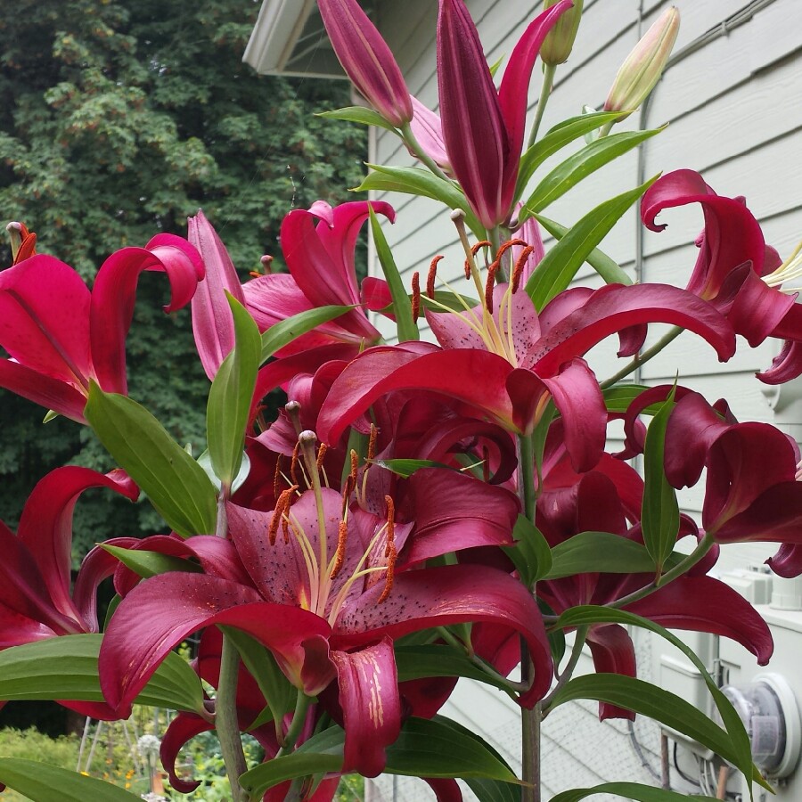Lilium Montezuma in the GardenTags plant encyclopedia Lily Montezuma (Oriental) in the GardenTags plant encyclopedia
