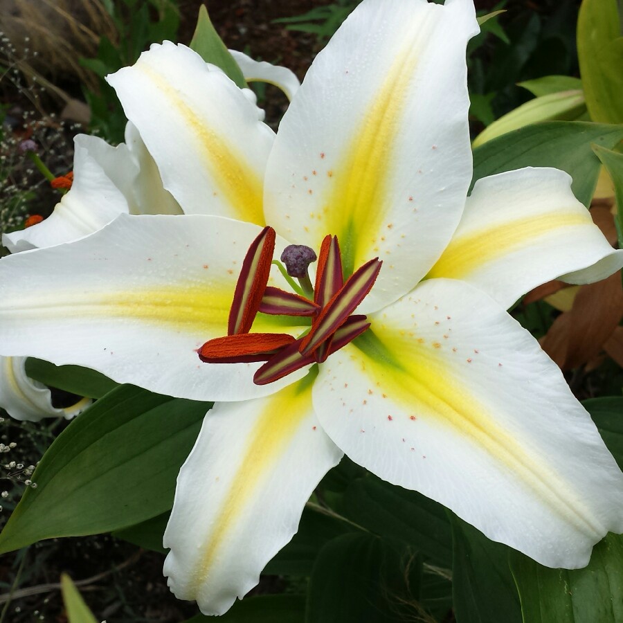 Lilium The Legend syn. Lilium Legend in the GardenTags plant encyclopedia Lily The Legend (Oriental) in the GardenTags plant encyclopedia
