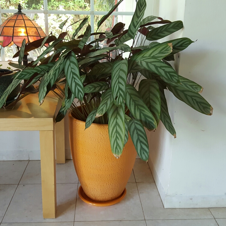 Calathea Compact Star in the GardenTags plant encyclopedia Zebra Plant Compact Star in the GardenTags plant encyclopedia