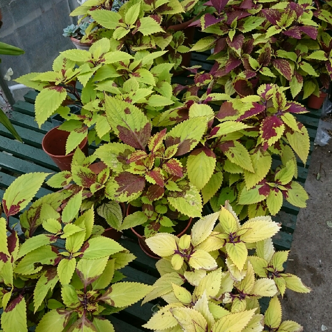 Plectranthus scutellarioides Pineapple Beauty in the GardenTags plant encyclopedia Coleus Pineapple Beauty in the GardenTags plant encyclopedia