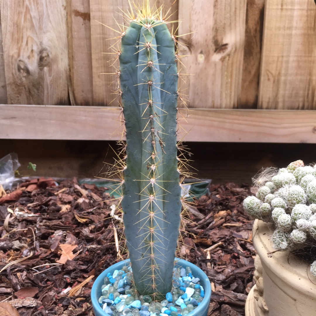 Pilosocereus glaucescens in the GardenTags plant encyclopedia Blue Torch Cactus in the GardenTags plant encyclopedia