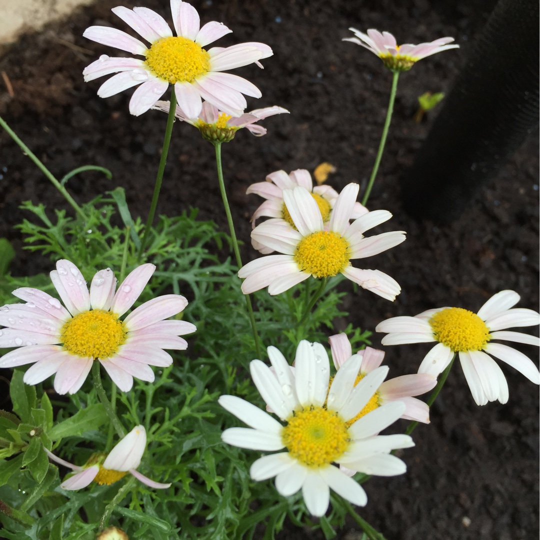 Argyranthemum frutescens Percussion Teddy Pink in the GardenTags plant encyclopedia Marguerite Percussion Teddy Pink in the GardenTags plant encyclopedia