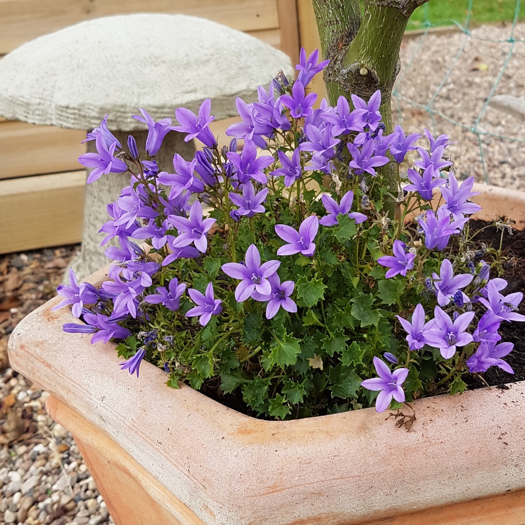 Bellflower Ambella Purple in the GardenTags plant encyclopedia