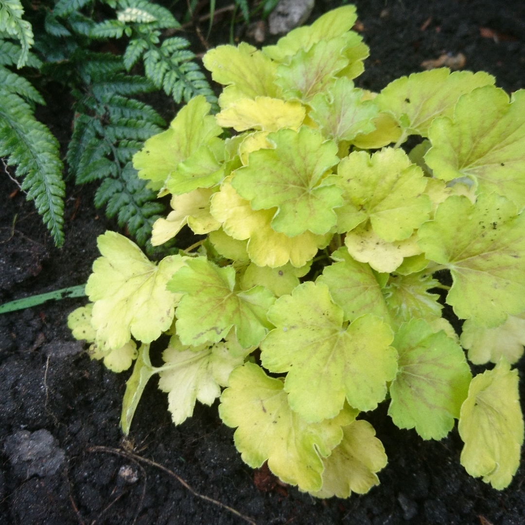 Heuchera Delta Dawn in the GardenTags plant encyclopedia Alumroot Delta Dawn in the GardenTags plant encyclopedia