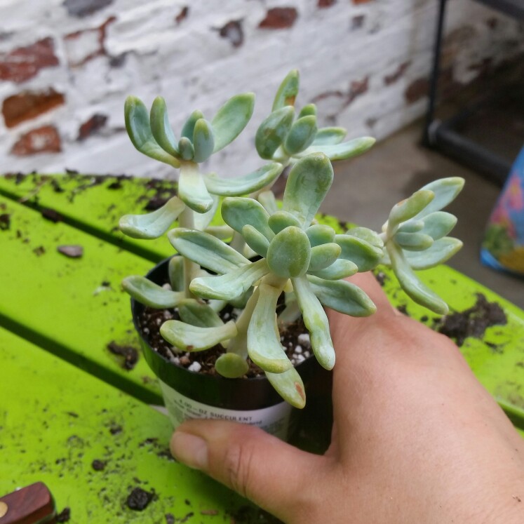 xSedeveria Blue Giant in the GardenTags plant encyclopedia Sedeveria Blue Giant in the GardenTags plant encyclopedia