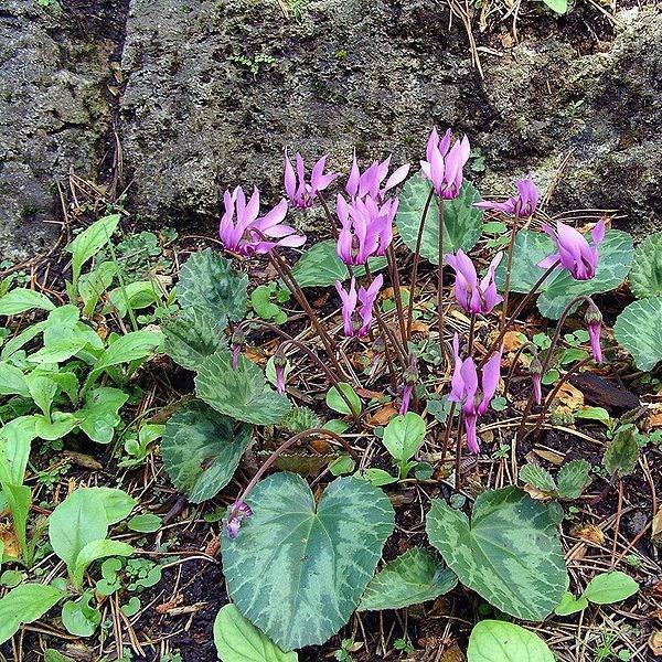 Cyclamen purpurascens syn. Cyclamen europaeum in the GardenTags plant encyclopedia Cyclamen (Species) Purple Cyclamen in the GardenTags plant encyclopedia