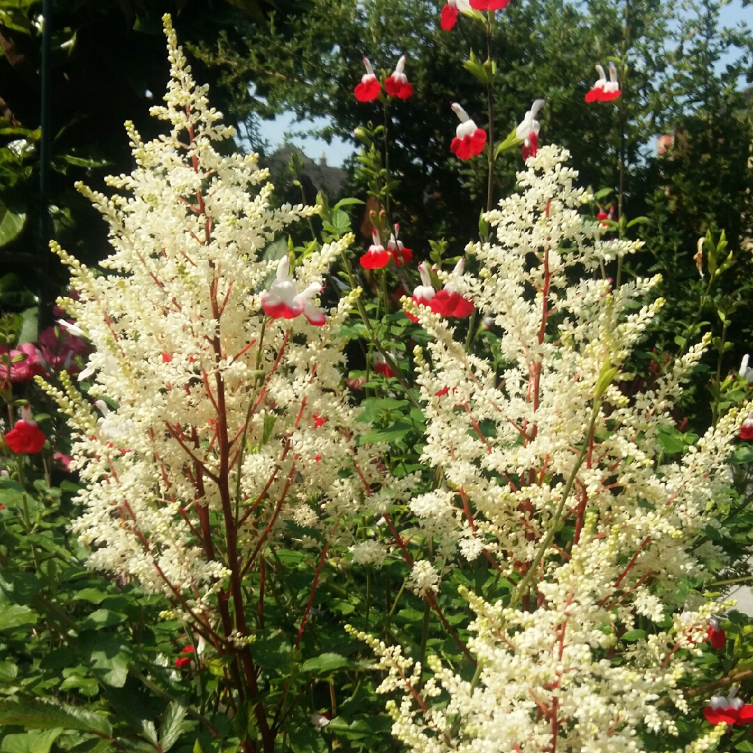 Astilbe x arendsii Rock and Roll in the GardenTags plant encyclopedia False Goatsbeard Rock and Roll in the GardenTags plant encyclopedia
