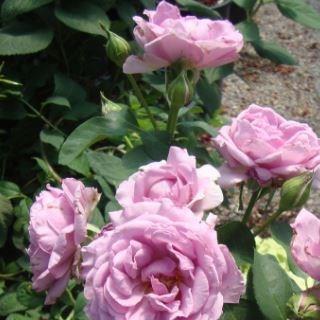 Floribunda Rose Love Song in the GardenTags plant encyclopedia