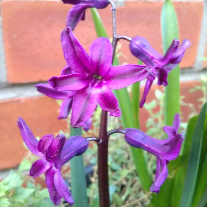 Hyacinthus orientalis Midnight Mystique in the GardenTags plant encyclopedia Hyacinth Midnight Mystique in the GardenTags plant encyclopedia