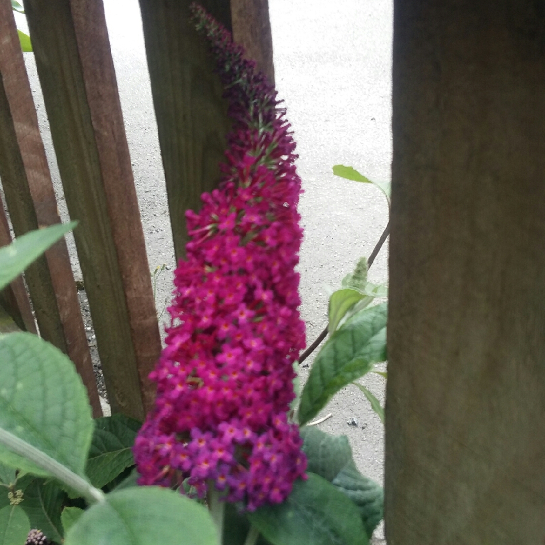 Buddleja Red Chip (Lo and Behold Series) in the GardenTags plant encyclopedia Butterfly Bush Red Chip in the GardenTags plant encyclopedia