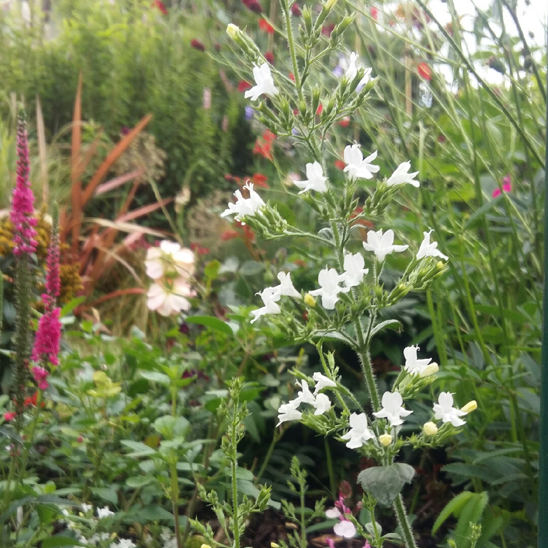 Calamintha nepeta Weisse Riese in the GardenTags plant encyclopedia Nepeta White Giant in the GardenTags plant encyclopedia