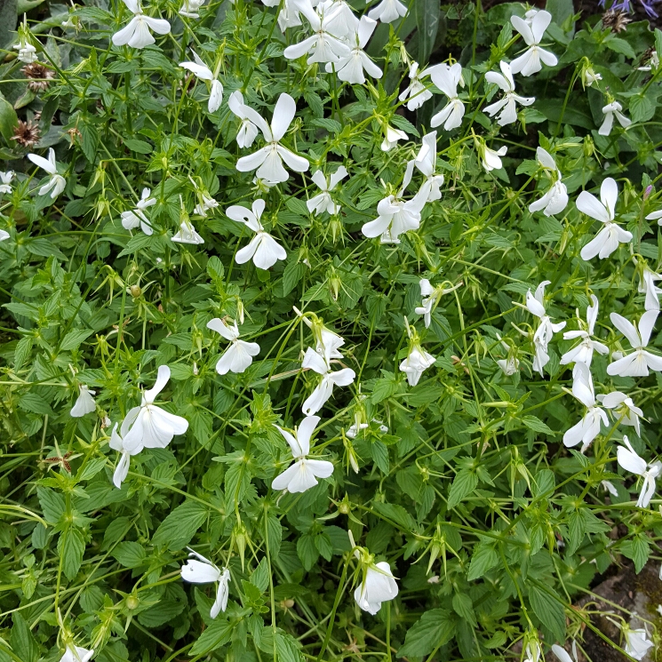 Viola cornuta Alba in the GardenTags plant encyclopedia Tufted Pansy Alba in the GardenTags plant encyclopedia