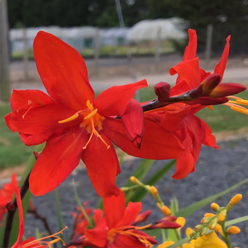 Crocosmia x crocosmiiflora Zeal Tan in the GardenTags plant encyclopedia Montbretia Zeal Tan in the GardenTags plant encyclopedia