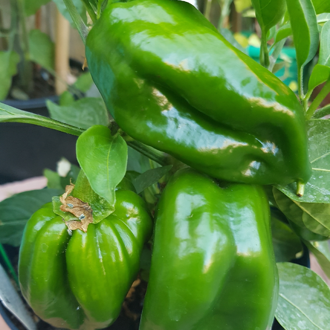Capsicum Redskin in the GardenTags plant encyclopedia Sweet Pepper Redskin in the GardenTags plant encyclopedia