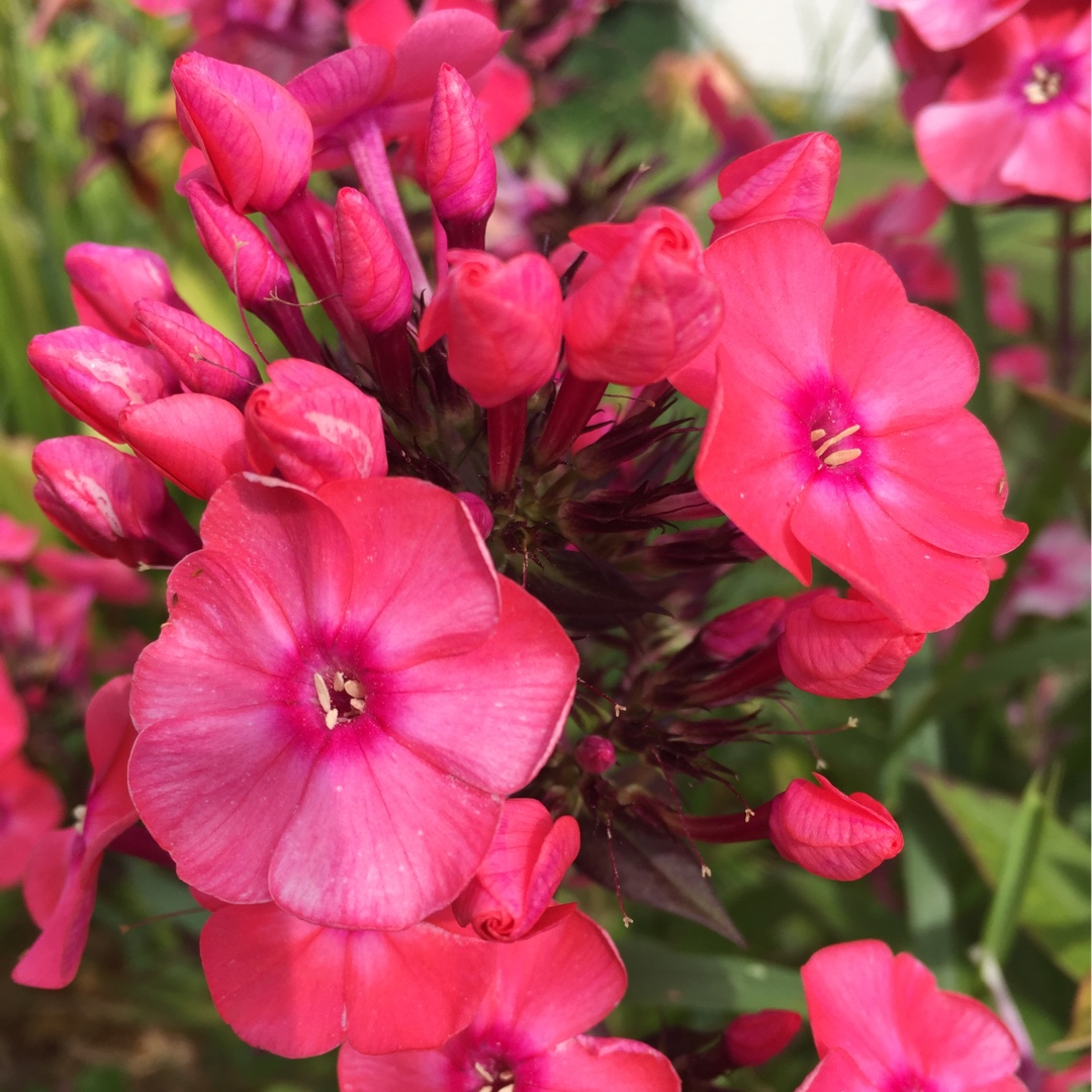 Phlox paniculata Glamour Girl in the GardenTags plant encyclopedia Phlox Glamour Girl in the GardenTags plant encyclopedia